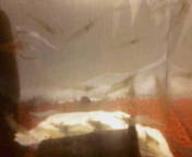 061029スジエビ＆テナガエビ