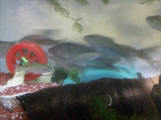 061029銀鱗ヤリタナゴ