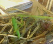 060818蟷螂とバッタ1