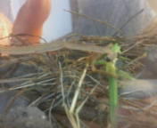 060818蟷螂とバッタ2