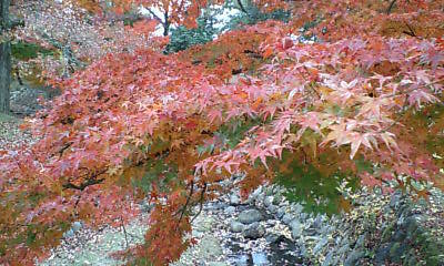 061124奈良公園紅葉