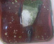 061007ザリガニ＆ゴリ