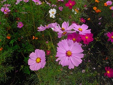 コスモス