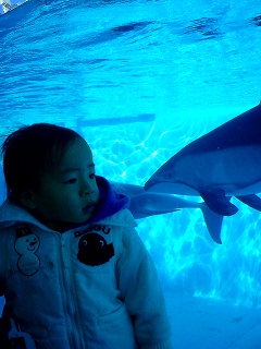 06.02.13下田イルカと