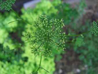 パセリの花