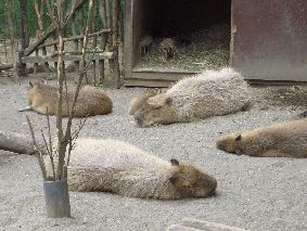 カピバラさんたちお昼寝中