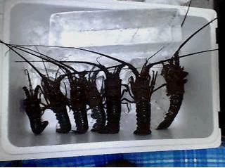 20070917モカ海老