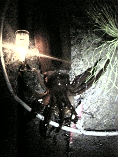 200501イカ