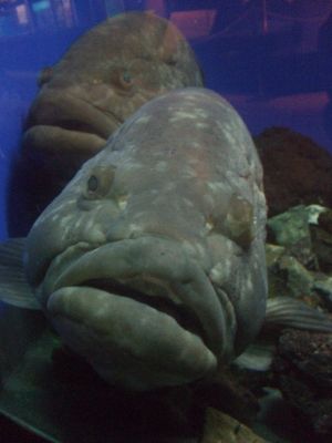 クエ＠京急油壺マリンパーク