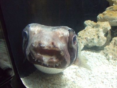 好奇心旺盛なハリセンボン＠京急油壺マリンパーク