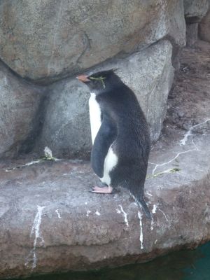 ペンペン（後姿）＠京急油壺マリンパーク