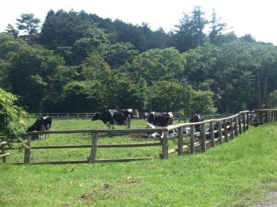 110716_上丸牛舎_遠くに牛がいますよ～