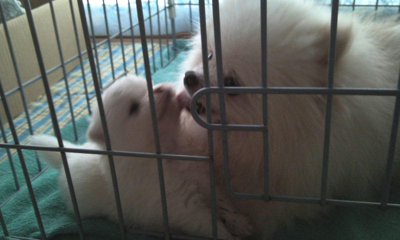 ポメラニアンの親子