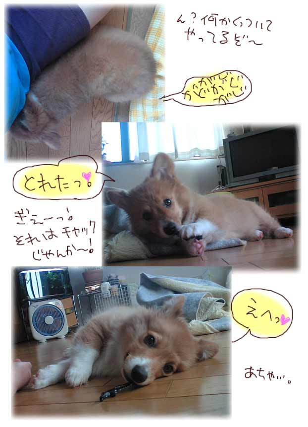 チャックがじがじ