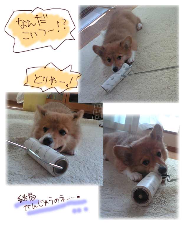 ころころがじがじ