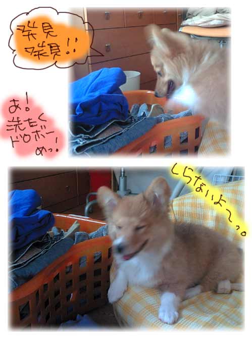 ぬすっとまろん