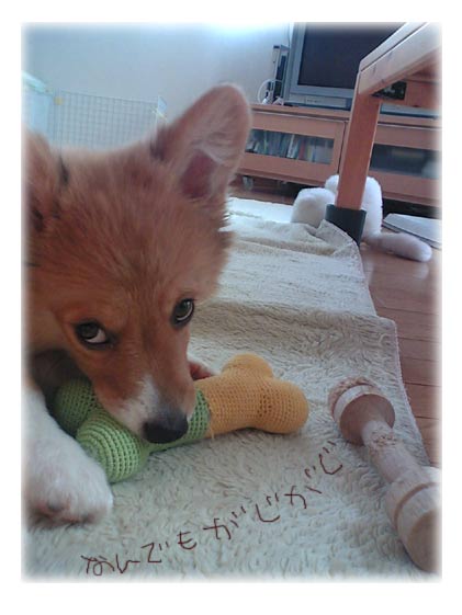 かじかじかじかじ