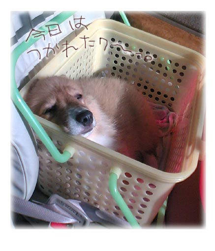 つかれちゃったわよ～