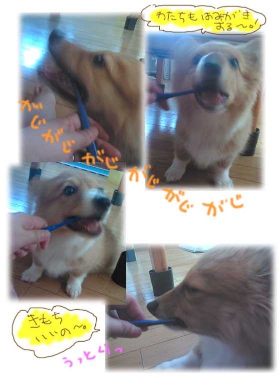 はみがきまろん