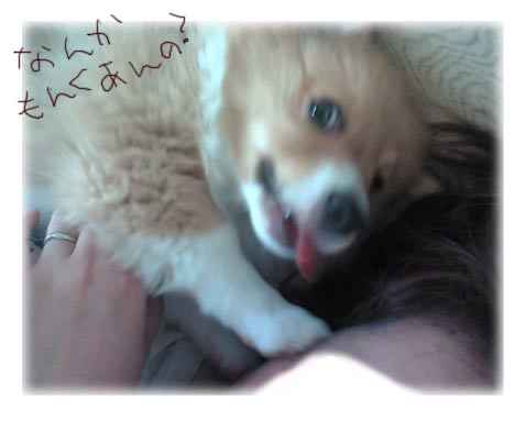 あにみてんのよー