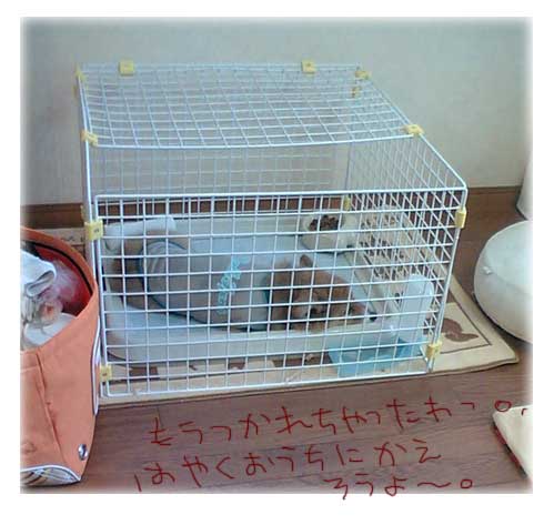 ゲージお留守番