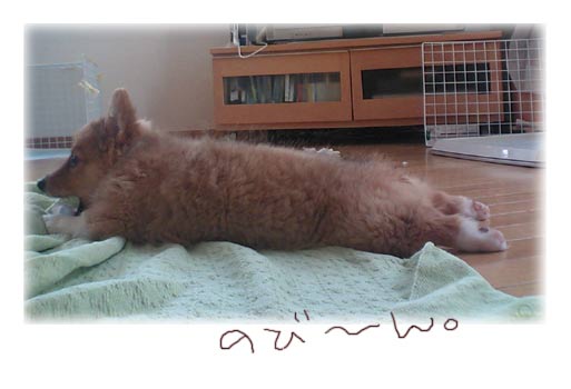 きゃっぷかみかみ