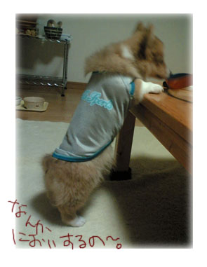 なんかちょうだいー