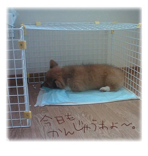 かみもかみかみ