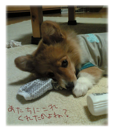 かじっちゃうわよ