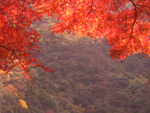 秋の山