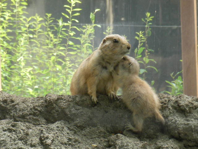 プレイリードック