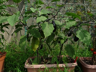 現場事務所の野菜達（なす）