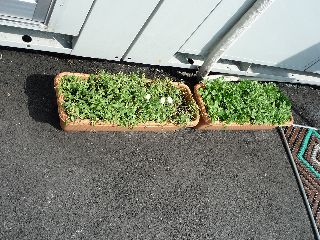 事務所のサフィニア