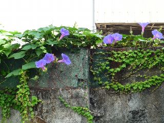 ｵｰｼｬﾝﾌﾞﾙｰの花