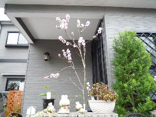 桃の花４．５