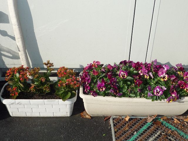 事務所の花