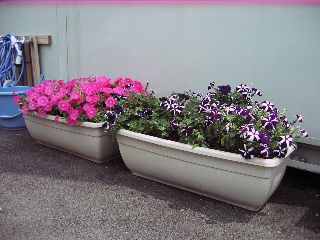 事務所のﾍﾟﾁｭﾆｱ（復活）