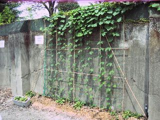 事務所の朝顔達