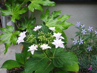 白の紫陽花が咲き始めた２００７．６．１