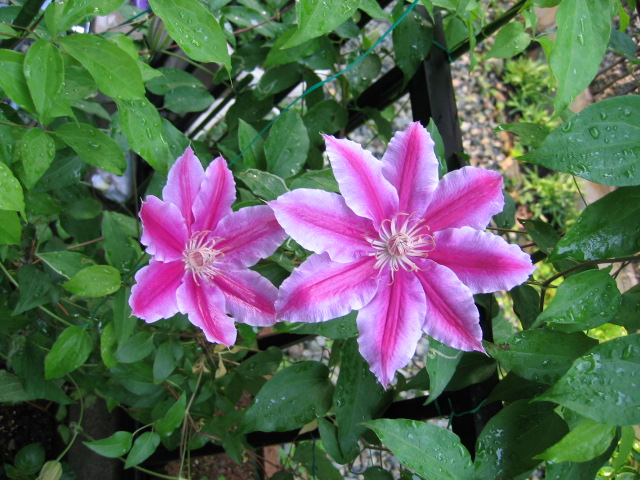 7枚と８枚の花びら