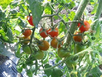 我が家のトマト.jpg