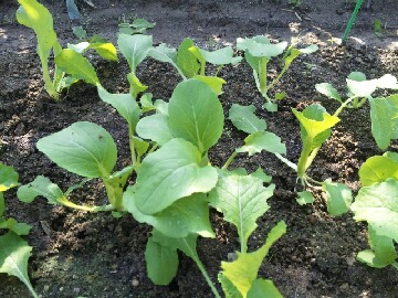 第２弾葉物野菜の間引き.jpg