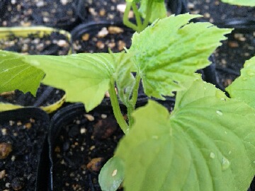 ゴーヤの苗2.jpg