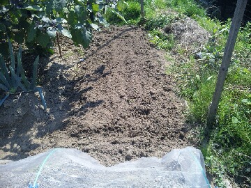 冬野菜用の畝準備２.jpg