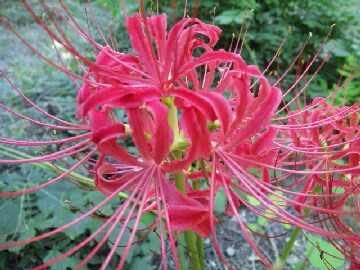 彼岸花2.jpg
