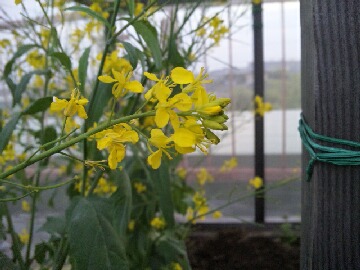 カラシ菜の花２.jpg