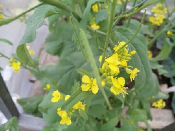 カラシ菜の花３.jpg