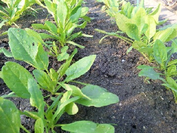 葉物野菜（ホウレン草）.jpg