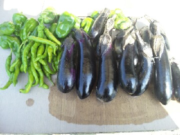 夏野菜最後の収穫.jpg