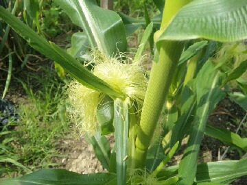 トウモロコシ雌花.jpg